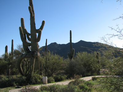 saguaro